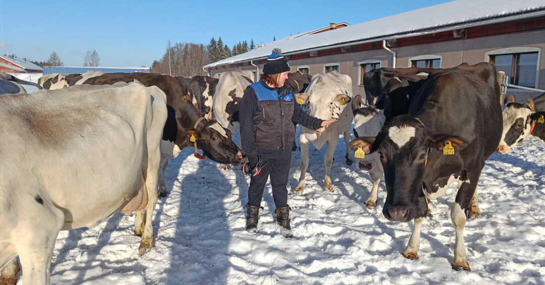 Yli vuosikymmenen verran maitotilan yrittäjänä toimineelle Minna Ruokoselle lehmät ovat työkavereita.